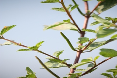 Corchorus trilocularis
